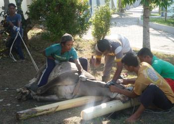 Kelompok Jagal Ngestiharjo Hendak menyembelih Qurban